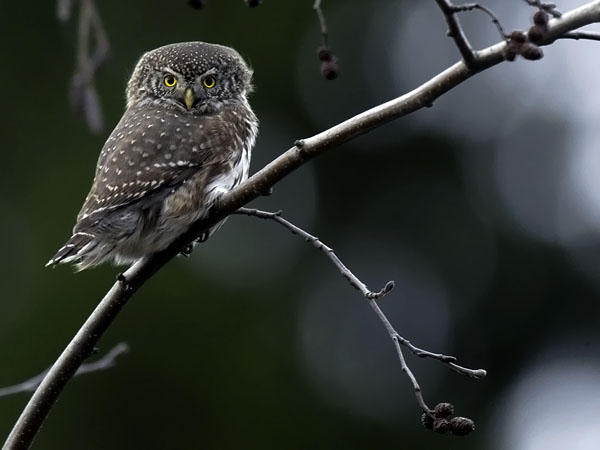 Varpuspöllö, Eurasian Pygmy Owl, Glaucidium passerinum 