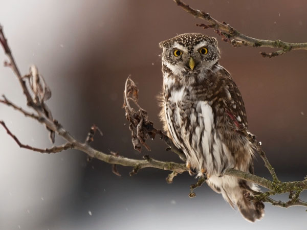 Varpuspöllö, Eurasian Pygmy Owl, Glaucidium passerinum 
