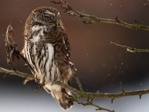 Varpuspöllö, Eurasian Pygmy Owl, Glaucidium passerinum 