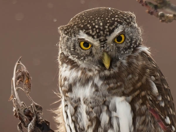 Varpuspöllö, Eurasian Pygmy Owl, Glaucidium passerinum 