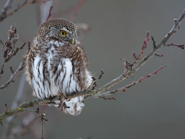 Varpuspöllö, Eurasian Pygmy Owl, Glaucidium passerinum 