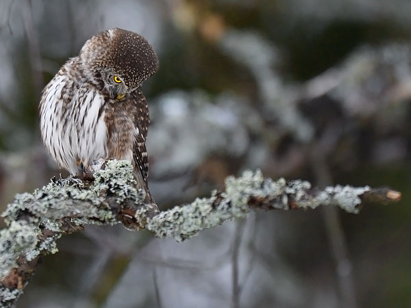Varpuspöllö, Eurasian Pygmy Owl, Glaucidium passerinum 