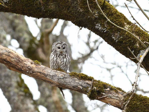 Lehtopöllö, Tawny Owl, Strix aluco