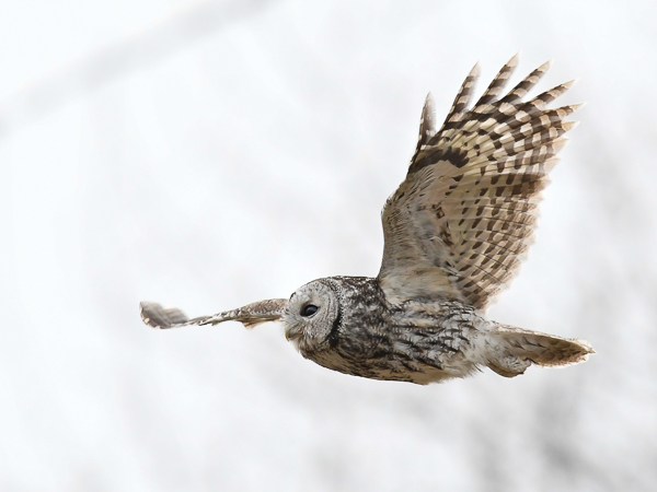 Lehtopöllö, Tawny Owl, Strix aluco