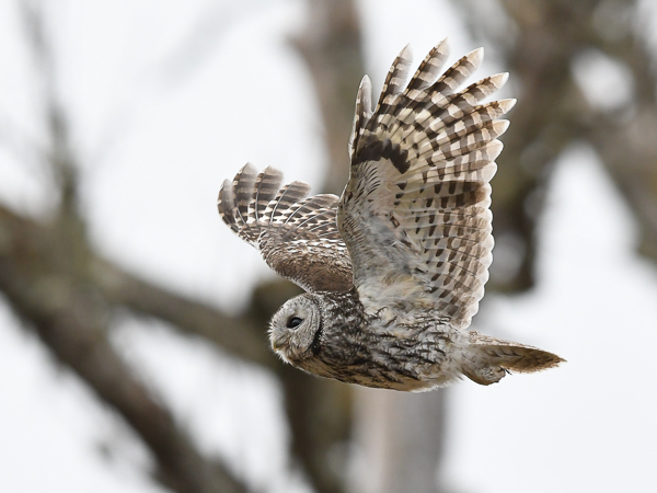 Lehtopöllö, Tawny Owl, Strix aluco
