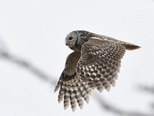 Lehtopöllö, Tawny Owl, Strix aluco