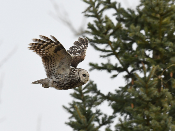 Lehtopöllö, Tawny Owl, Strix aluco