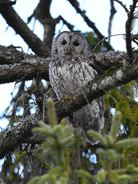 Lehtopöllö, Tawny Owl, Strix aluco