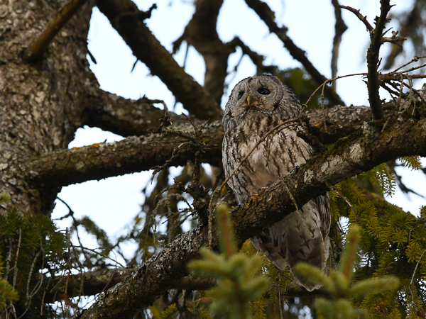 Lehtopöllö, Tawny Owl, Strix aluco