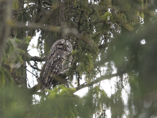 Lehtopöllö, Tawny Owl, Strix aluco