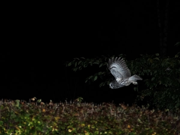 Lehtopöllö, Tawny Owl, Strix aluco