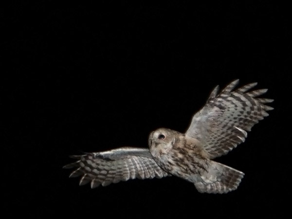 Lehtopöllö, Tawny Owl, Strix aluco