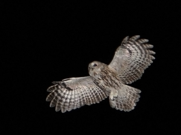 Lehtopöllö, Tawny Owl, Strix aluco