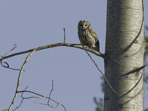 Lehtopöllö, Tawny Owl, Strix aluco