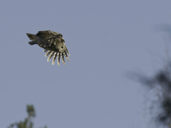Lehtopöllö, Tawny Owl, Strix aluco