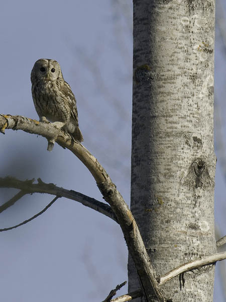 Lehtopöllö, Tawny Owl, Strix aluco