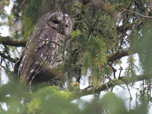 Lehtopöllö, Tawny Owl, Strix aluco