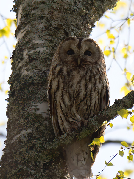 Lehtopöllö, Tawny Owl, Strix aluco