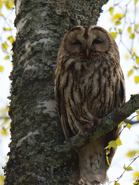 Lehtopöllö, Tawny Owl, Strix aluco