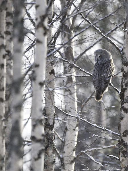 Lapinpöllö, Great Grey Owl, Strix nebulosa