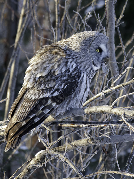 Lapinpöllö, Great Grey Owl, Strix nebulosa