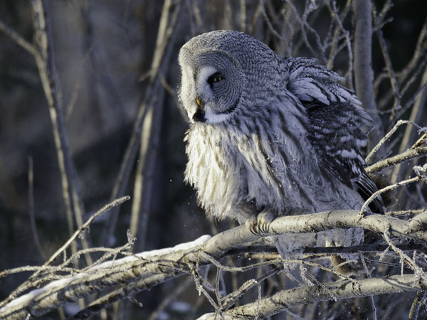 Lapinpöllö, Great Grey Owl, Strix nebulosa
