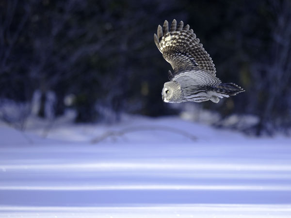 Lapinpöllö, Great Grey Owl, Strix nebulosa