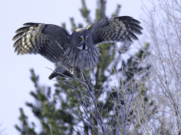 Lapinpöllö, Great Grey Owl, Strix nebulosa