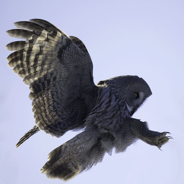 Lapinpöllö, Great Grey Owl, Strix nebulosa