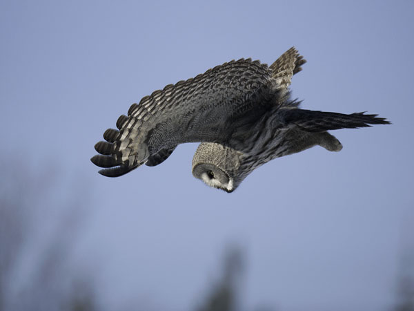 Lapinpöllö, Great Grey Owl, Strix nebulosa