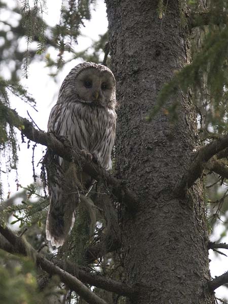 Viirupöllö, Ural Owl, Strix uralensis
