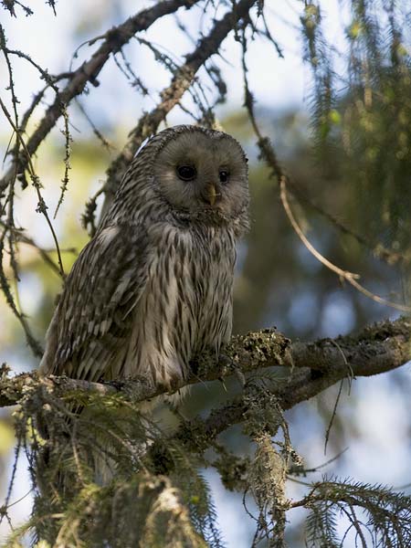 Viirupöllö, Ural Owl, Strix uralensis