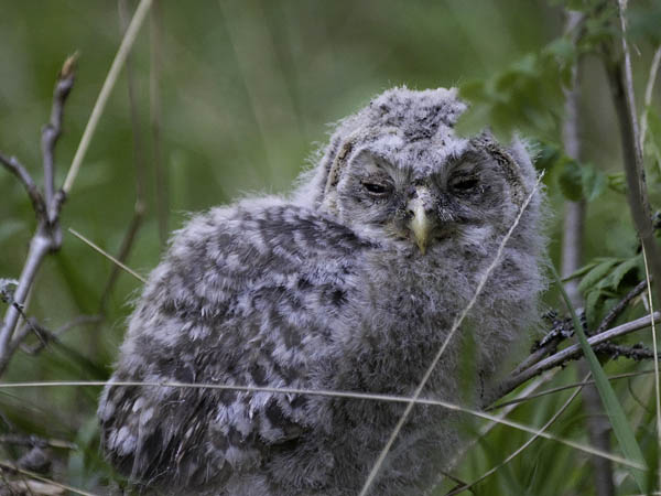 Viirupöllö, Ural Owl, Strix uralensis