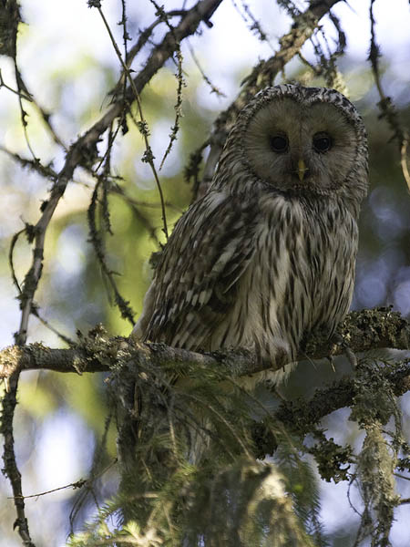 Viirupöllö, Ural Owl, Strix uralensis
