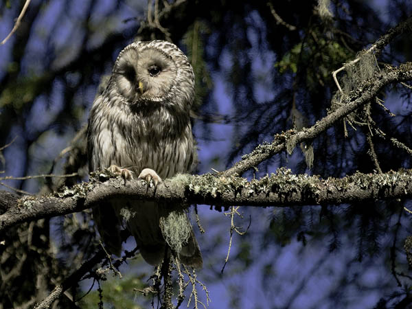 Viirupöllö, Ural Owl, Strix uralensis