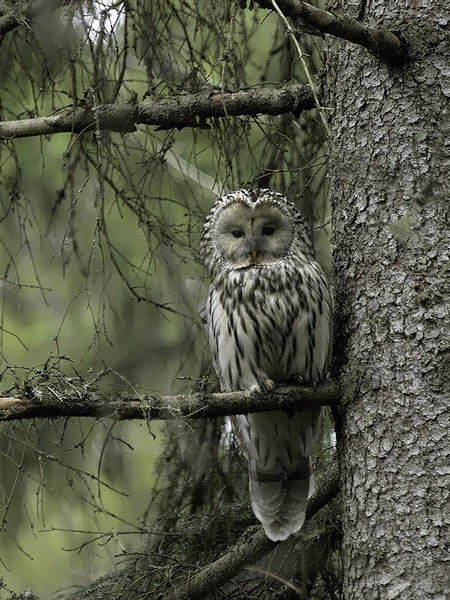 Viirupöllö, Ural Owl, Strix uralensis