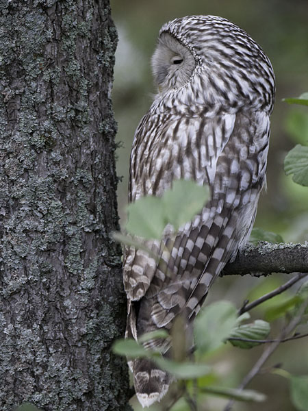 Viirupöllö, Ural Owl, Strix uralensis