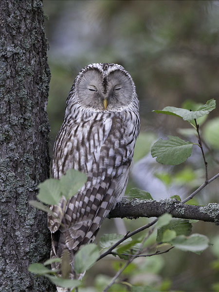 Viirupöllö, Ural Owl, Strix uralensis