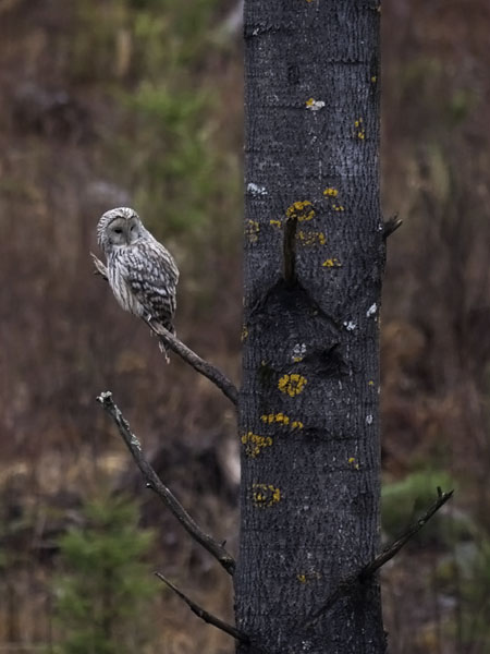 Viirupöllö, Ural Owl, Strix uralensis