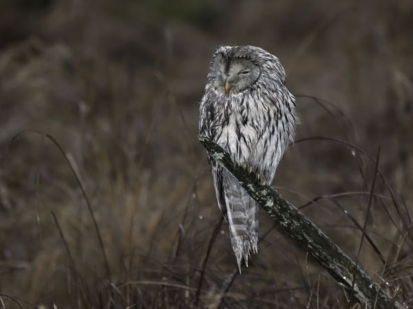 Viirupöllö, Ural Owl, Strix uralensis