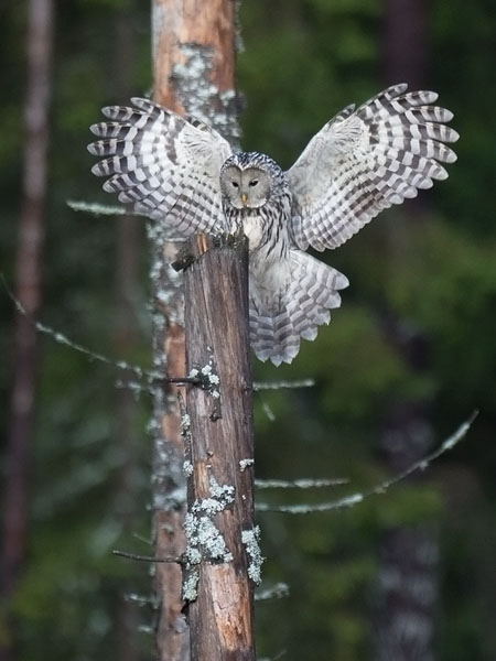 Viirupöllö, Ural Owl, Strix uralensis