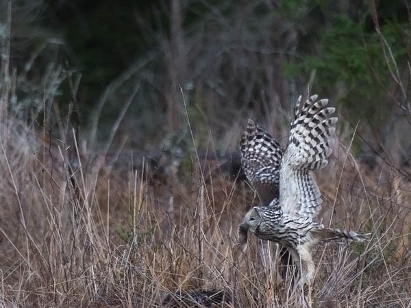Viirupöllö, Ural Owl, Strix uralensis