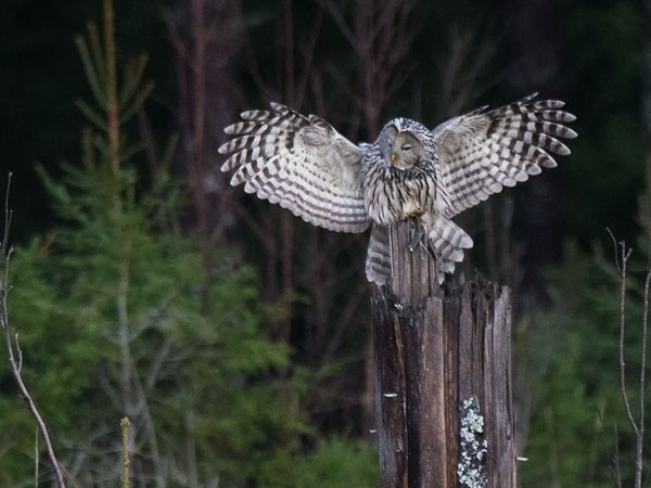 Viirupöllö, Ural Owl, Strix uralensis