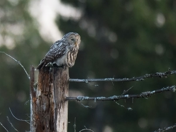Viirupöllö, Ural Owl, Strix uralensis