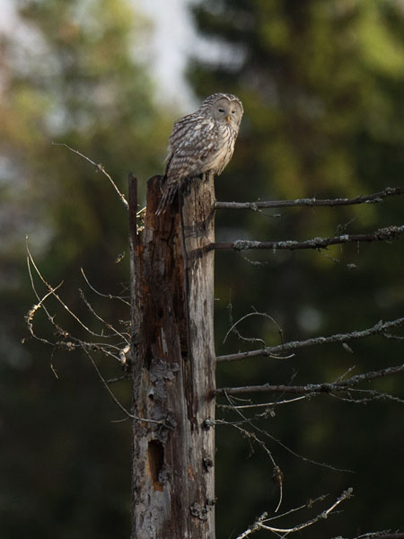 Viirupöllö, Ural Owl, Strix uralensis