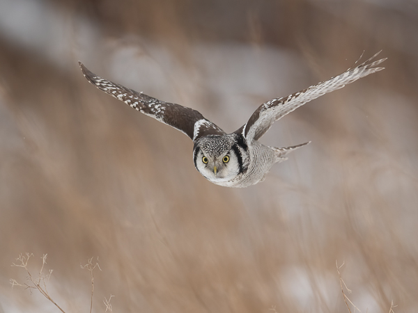 Hiiripöllö, Northern Hawk Owl, Surnia ulula