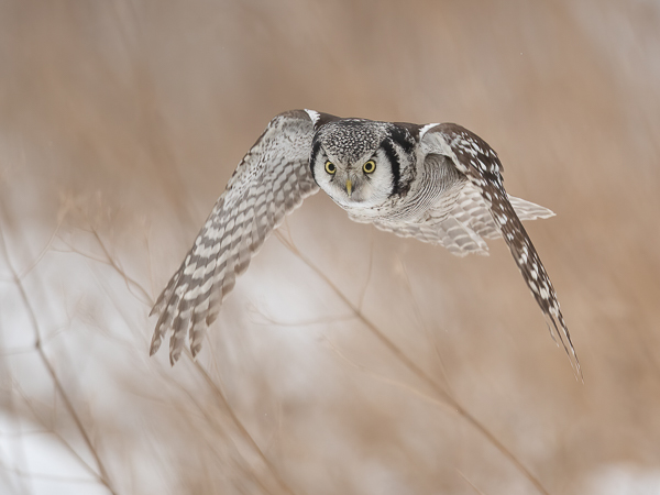 Hiiripöllö, Northern Hawk Owl, Surnia ulula