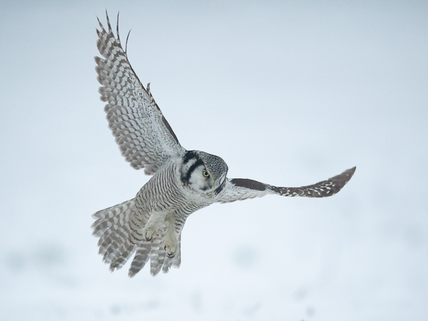 Hiiripöllö, Northern Hawk Owl, Surnia ulula