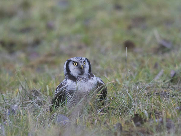 Hiiripöllö, Northern Hawk Owl, Surnia ulula