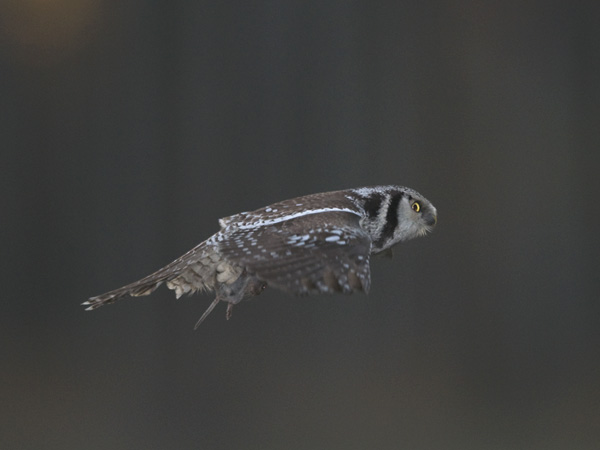 Hiiripöllö, Northern Hawk Owl, Surnia ulula